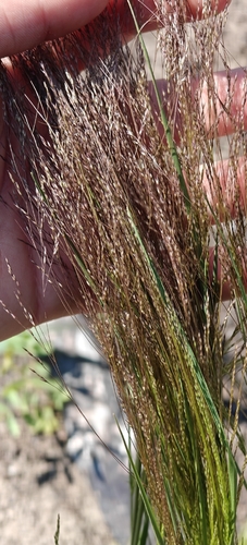 Agrostis scabra, photograph 6