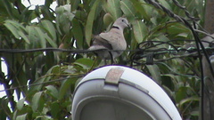 Streptopelia decaocto