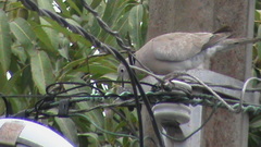 Streptopelia decaocto