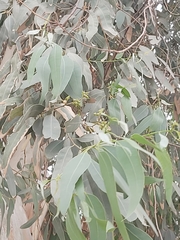 Eucalyptus