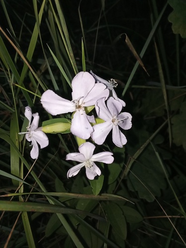 Наблюдение на iNaturalist