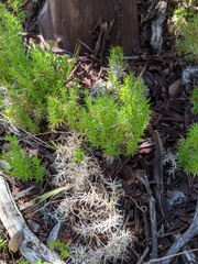 Galium andrewsii
