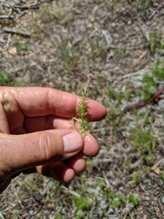 Galium andrewsii
