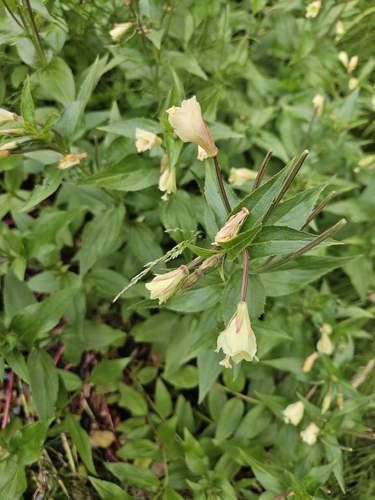 yellow willowherb