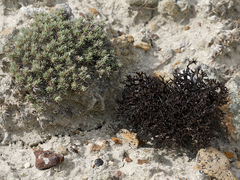 Cetraria steppae