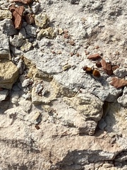 Pseudomethoca propinqua