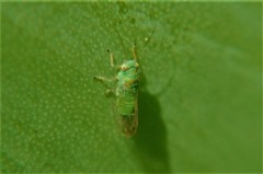 Heteropsylla