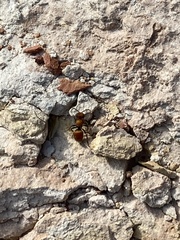 Pseudomethoca propinqua