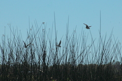 Chordeiles nacunda