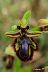 Ophrys speculum
