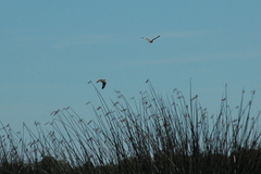 Chordeiles nacunda