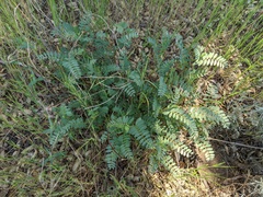 Astragalus douglasii