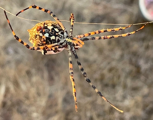 Lobed Argiope