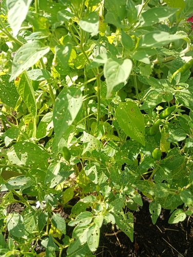Capsicum frutescens observed 2026-08-11
