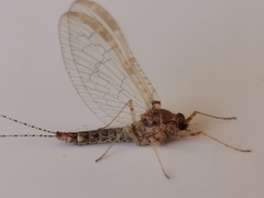Ephemeroptera