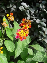 Lantana camara