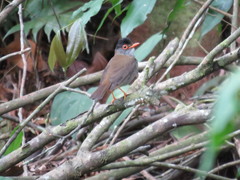 Catharus mexicanus