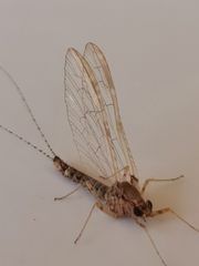 Ephemeroptera