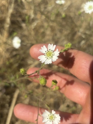 Hayfield Tarweed seen in Sonoma Valley