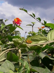 Lantana camara