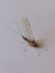 Ephemeroptera