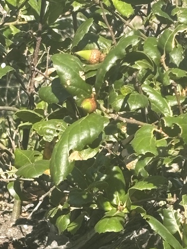 Coast Live Oak seen in Sonoma Valley