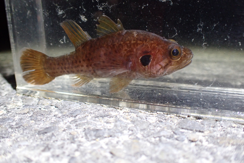 Dotted cardinalfish (Fowleria isostigma) — Apogonidae — 4