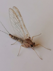 Ephemeroptera