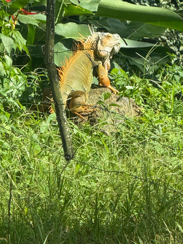 Green Iguana