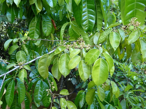 Dalbergia ovalis, 2026-08-08