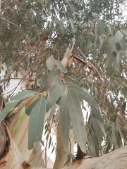 Eucalyptus