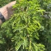 Acacia farnesiana