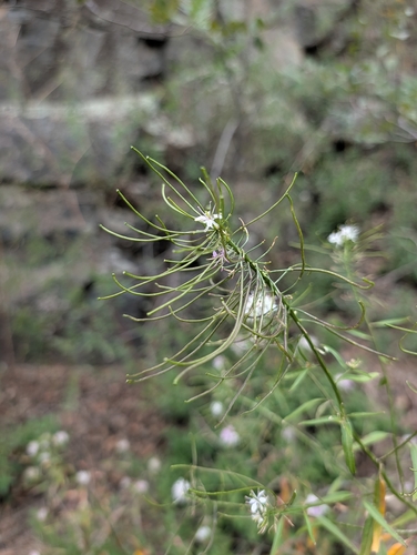 Thelypodium wrightii, photograph 5