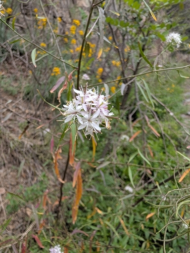 Thelypodium wrightii, photograph 6