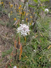Thelypodium wrightii, photograph (c) botanygirl, some rights reserved (CC BY)