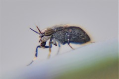 Stictomyia longicornis
