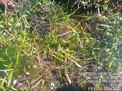 Lilaeopsis occidentalis, photograph 1