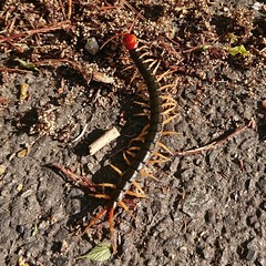 Scolopendra mutilans