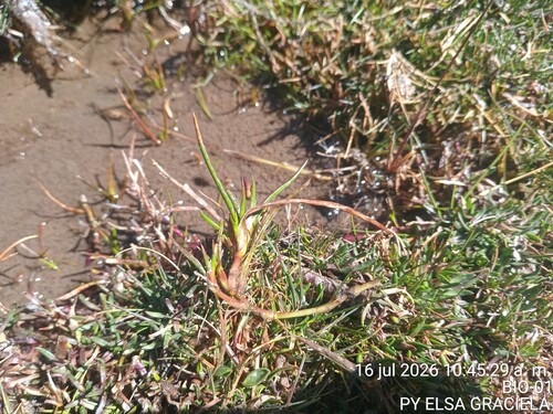 Lilaeopsis occidentalis, photograph 3