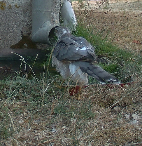 Eurasian Sparrowhawk