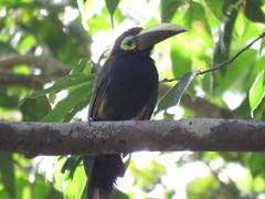 Selenidera spectabilis