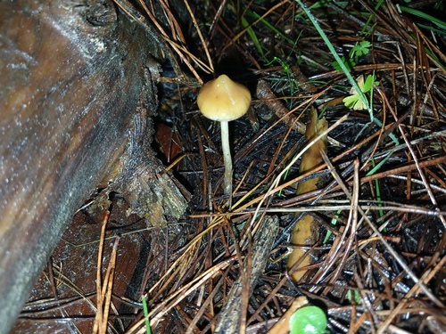 Psilocybe subaeruginosa