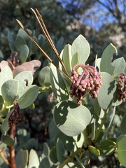 Arctostaphylos peninsularis