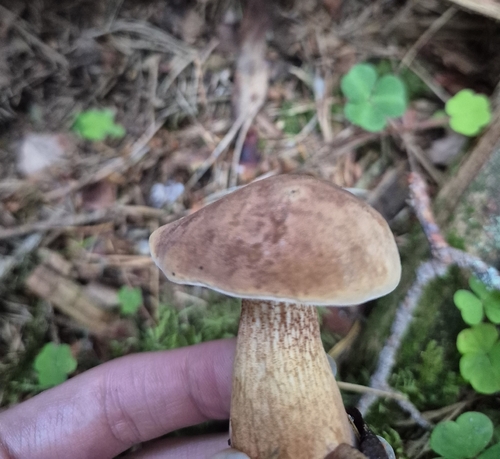 Bitter Bolete