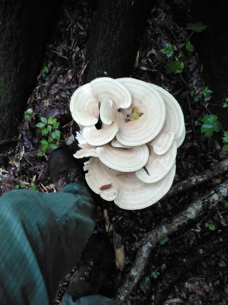 Berkeley's Polypore · August 2026 · photo: Photo: (c) Jack Bennett, some rights reserved (CC BY) · iNaturalist