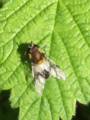 Leucozona lucorum