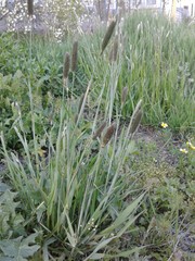 Alopecurus pratensis