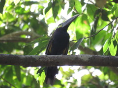 Selenidera spectabilis