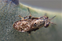 Stictomyia longicornis