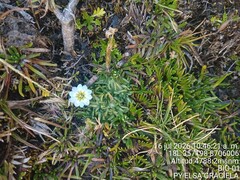 Gentiana sedifolia, photograph (c) Alfredo Gutierrez Dipaz, some rights reserved (CC BY)
